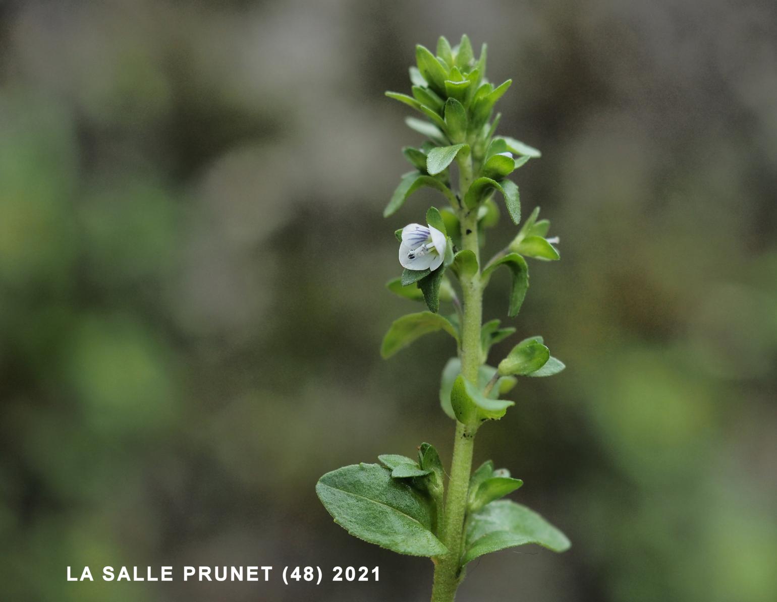 Speedwell, Thyme-leaved